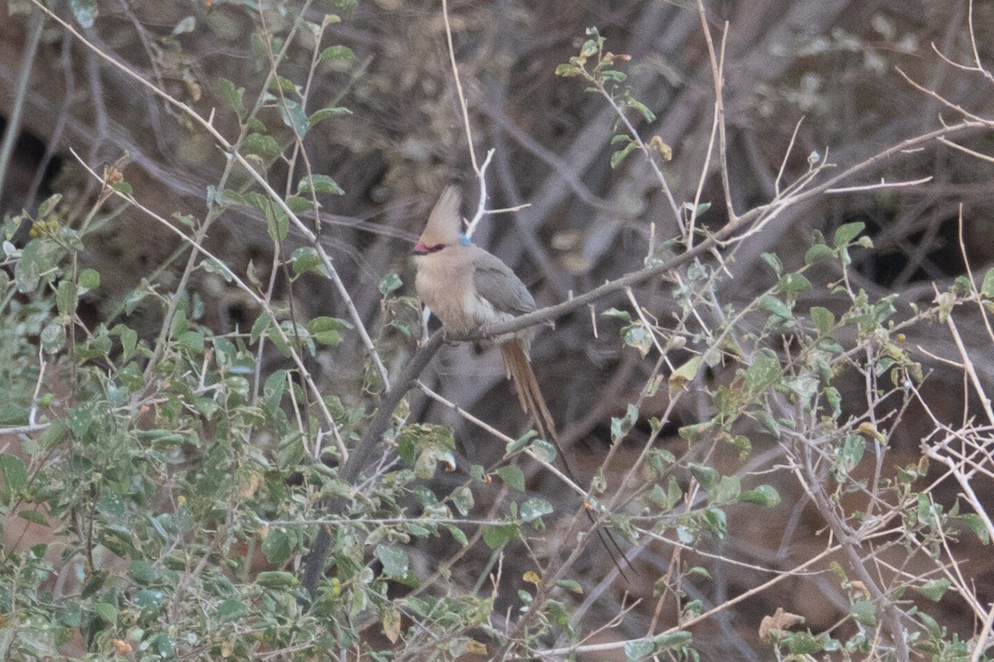 Blue-naped Mousebird (Urocolius macrourus), photo 10
