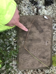 Eriophorum brachyantherum