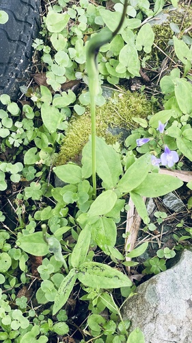 Peito-de-moça