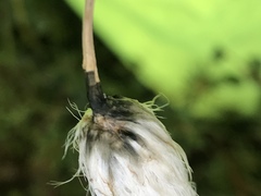 Eriophorum brachyantherum