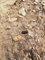 Glomeris transalpina
