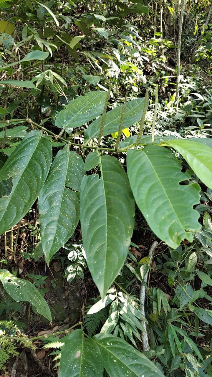 Imagem de Pimenta-de-macaco