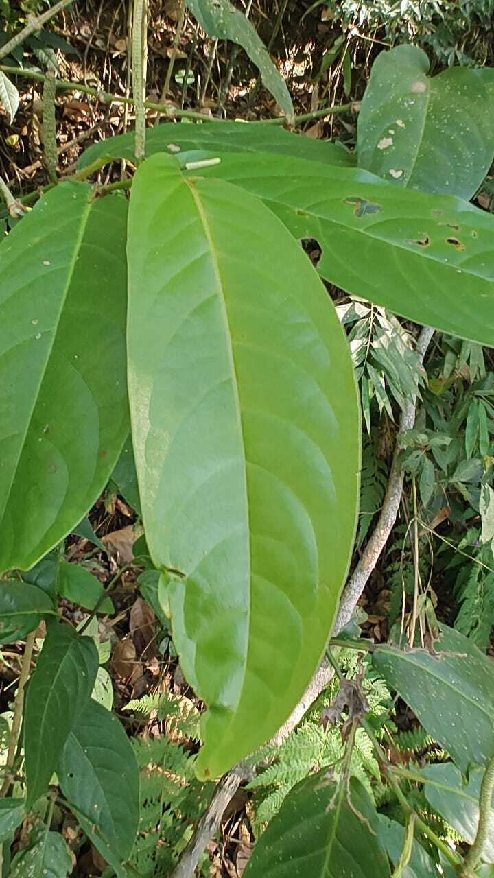 Imagem de Pimenta-de-macaco
