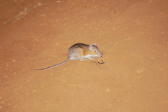 Gaumer's Spiny Pocket Mouse photo 3