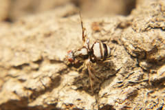 Myennis octopunctata