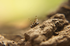 Myennis octopunctata