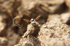 Myennis octopunctata