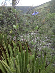 Salvia thymoides
