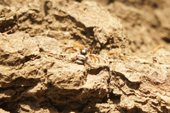 Myennis octopunctata
