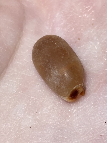 Cypraea isabella observed 2025-03-21