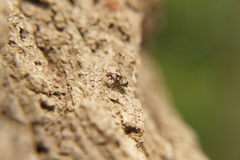 Myennis octopunctata