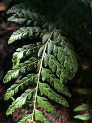 Polystichum dudleyi