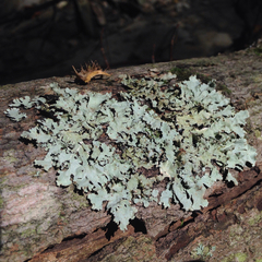 Parmotrema gardneri
