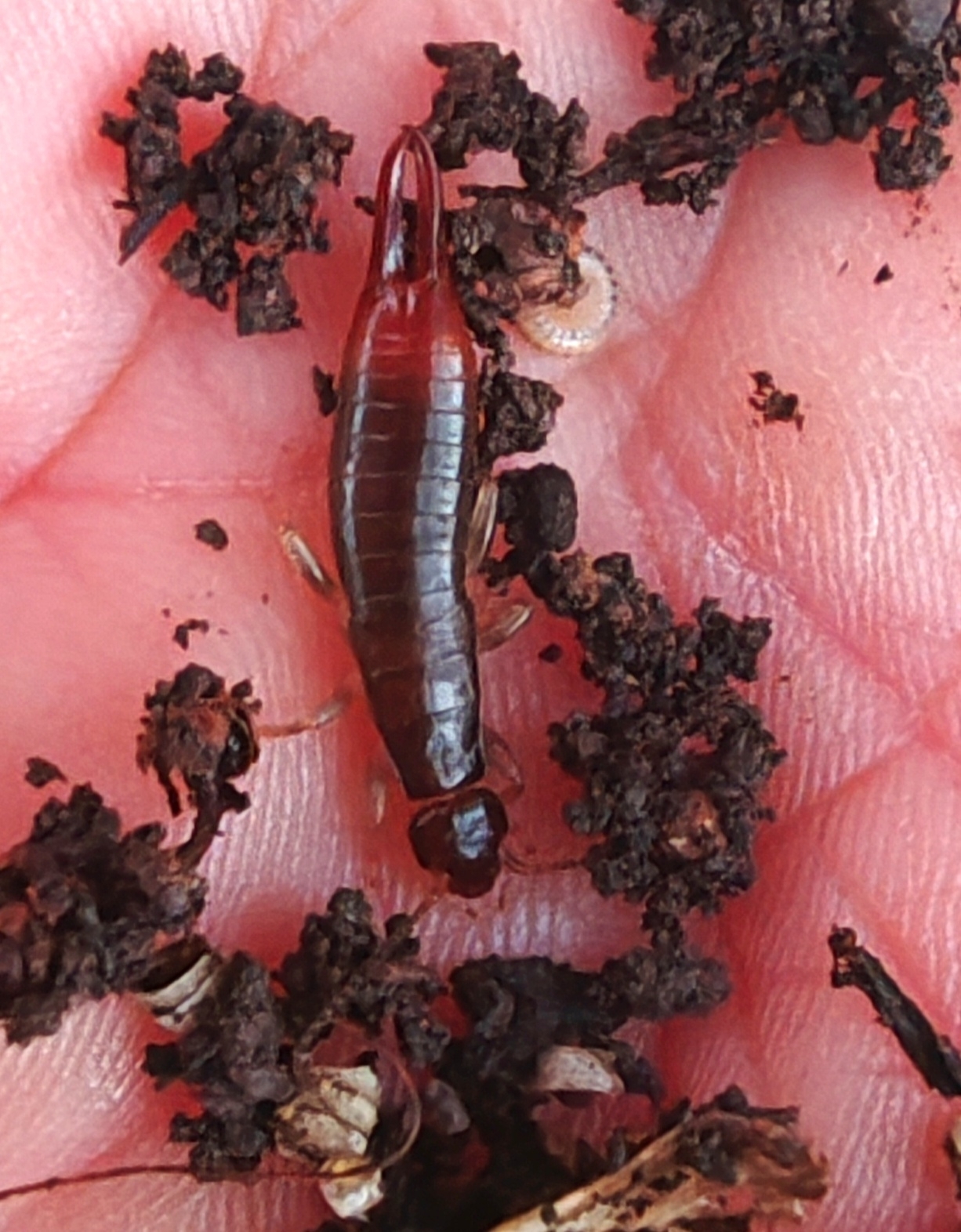 Canarilabis maxima