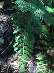 Polystichum dudleyi
