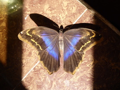 Eryphanis automedon