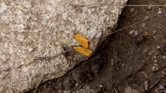Setina