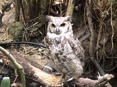 Bubo