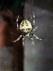 Araneus angulatus