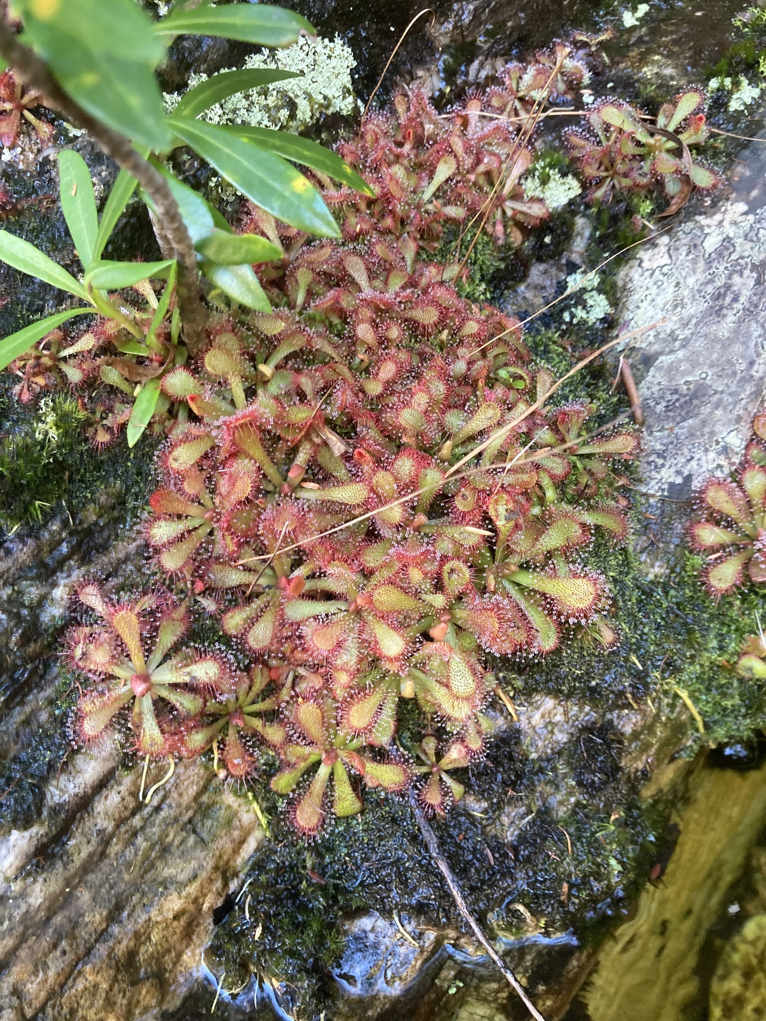 Imagem de Drosera natalensis é conhecida popularmente como "droséra"