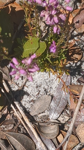Image of Senega lewtonii by no rights reserved