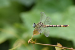 Paragomphus lineatus