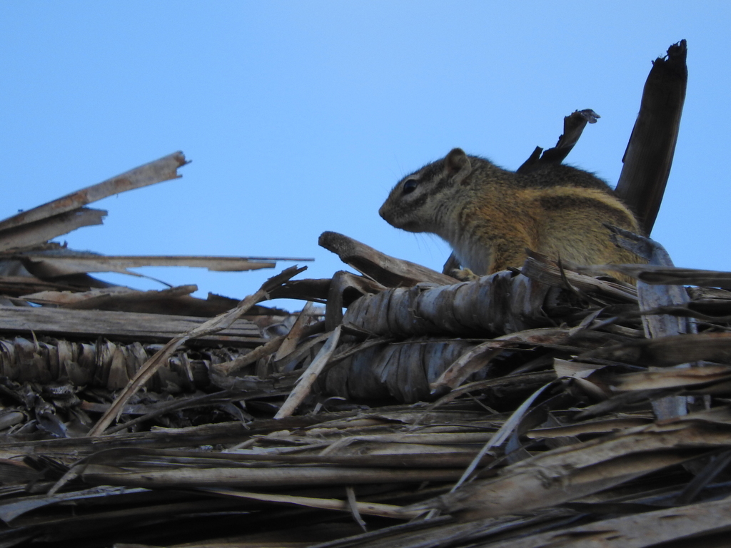 Striped Bush Squirrel