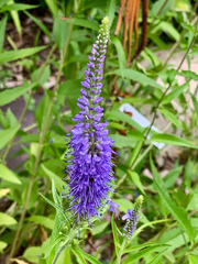 Veronica longifolia