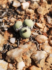 Conophytum calculus calculus