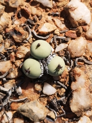 Conophytum calculus calculus