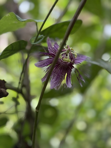 Passiflora oerstedii, photograph 4