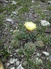 Coryphantha pallida