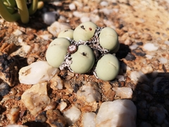 Conophytum calculus calculus