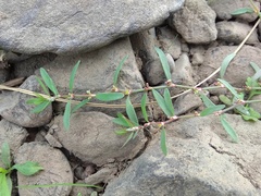 Polygonum humifusum