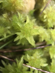 Sphagnum cuspidatum