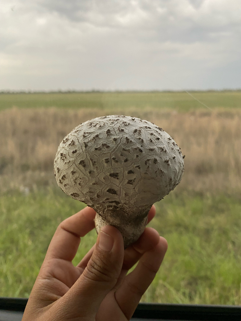 Calvatia cyathiformis · March 2025 · photo: © tutitah (iNaturalist, cc0)