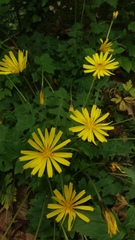 Aposeris foetida