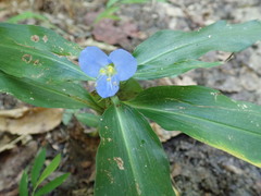 Commelina virginica