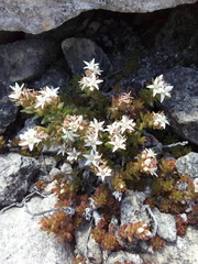 Sedum liebmannianum