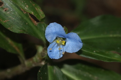 Commelina virginica