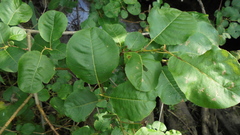 Salix pyrolifolia