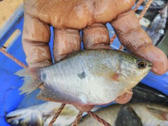 Trichopodus trichopterus