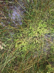 Sphagnum cuspidatum