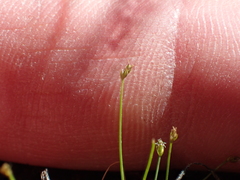 Eleocharis bella