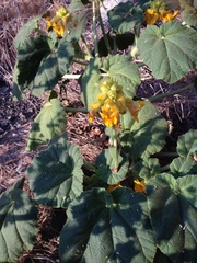 Ibicella lutea