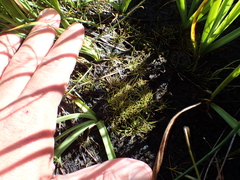 Eleocharis bella