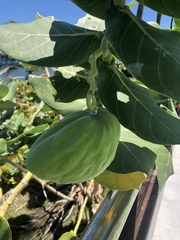 Calotropis procera
