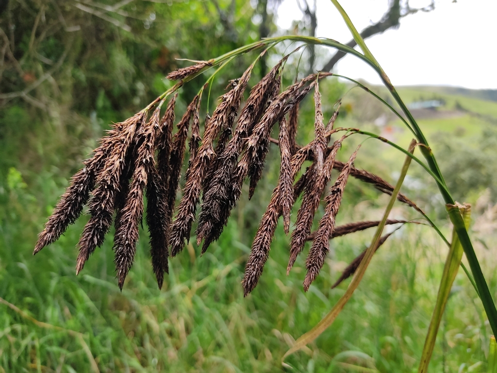 Carex lemanniana