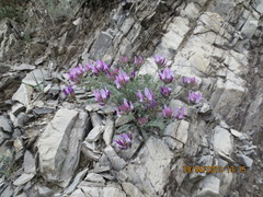 Astragalus onobrychioides