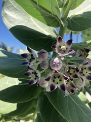 Calotropis procera